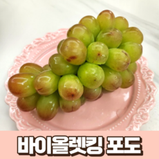 국산 프리미엄 바이올렛킹 포도 2kg 국내산 농장 산지 직송 고당도 포도 추석 선물 세트 알사탕 포도 쿄호젤리 샤인머스켓 윙크 교배 품종, 1개