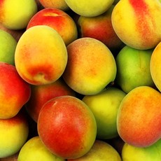 남고매실-추천-상품