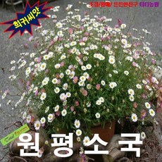 원평소국