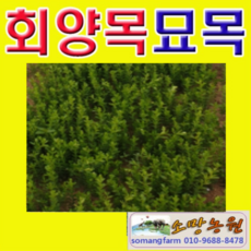 (G소망)회양목 묘목 실생1년생 100그루 어린묘목