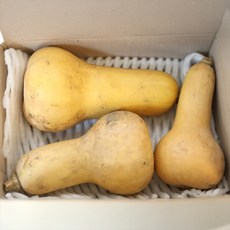 [장보리] 제주도 땅콩호박 1.5kg 내외, 1개, 상세 설명 참조