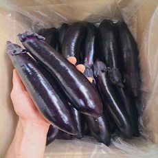 [드림농산] 국내산 가지 특품 1kg 2kg 5kg 가정용 못난이 가지 1kg 2kg 5kg, 1개, 가지 특품 1kg (5~10개 내외)