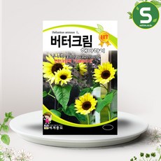 솔림텃밭몰 해바라기씨앗 10립 버터크림 꽃씨앗 꽃씨 연크림색, 1개