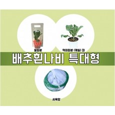 배추흰나비알