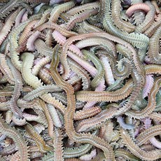 생물 청갯지렁이 청개비 200g (3L사이즈 )바다 원투낚시 선상낚시 미끼 우럭 장어 감성돔 미끼