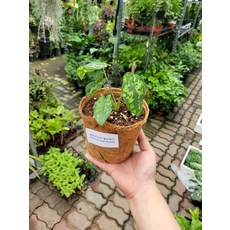 30cm힐