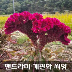 [해피플라워] 맨드라미 계관화 닭벼슬꽃 0.1g(약 300립) / 봄 여름 파종 꽃씨, 1개