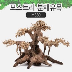 모스트리 분재유목(S) [ M330 ] 유목