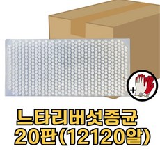 느타리버섯종균 접종형 캡슐형 총알버섯종균 재배 백화고 20판 (1박스) + 장갑증정, 20개, 606알