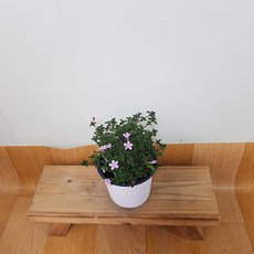 사랑초키우기