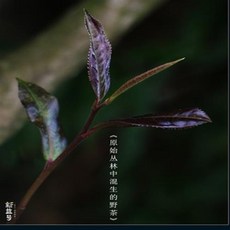 보이생차고