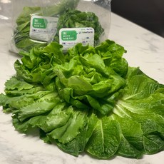 아쿠아포닉스쌈