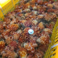 수친수산 국내산 통영 냉동멍게 800g, 상세페이지참조, 1개