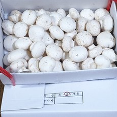 백산상회 양송이, 1박스, 1kg