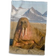 3dRose 3D 로즈 노르웨이 스발 바르 스발. 여름 샌드 스핏에 마 달려있다. TWL_189227_1 타올 15 "X 22", 상세페이지참조, 15" x 22"