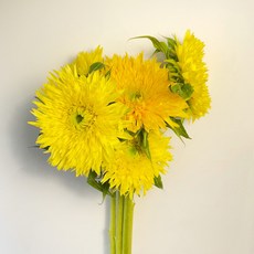 테디베어해바라기
