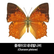 플레이오네네발나비표본-Charaxes pleione, 1개