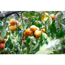 태추단감 배단감 대추단감 햇 부유 단감 고성 대봉 5kg, (명절 후 배송) 5kg 중 (21~23과), 1개
