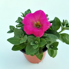 에피파니플라워