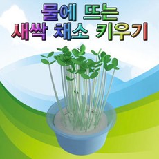 물에 뜨는 새싹 채소 키우기