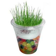 생명과학콩나물키우기