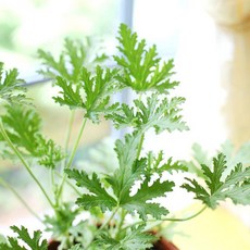 시트로넬라향료