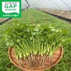 국산 고수 나물 당일수확, 1개, 500G