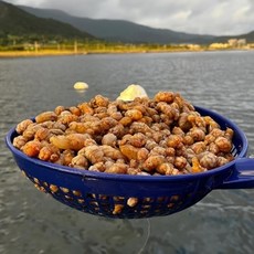장보리 당일조업 오만둥이 1kg, 기본상품