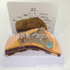 보건인을위한병리학