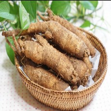 제주더덕 국내산 산더덕 토종더덕 세척 겨울더덕 찜 무침 구이, 1개, 더덕 500g (특상)(세척)
