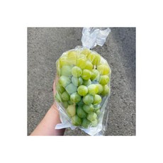 샤인머스켓모종