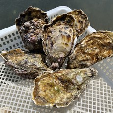 대해적마켓 통영굴 최고급 개체굴 삼배체 1KG(2~4미), 개체굴1kg(2~4미)