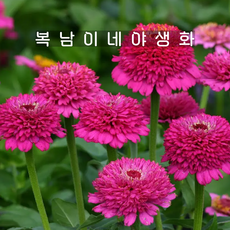 진데렐라 퍼플 [3포트 복남이네야생화 모종 지니아 zinnia zinderella]백일홍