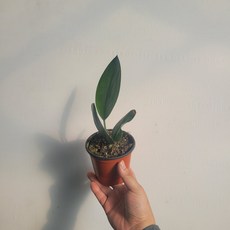 스킨답서스트루비