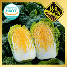 [공식판매처] HACCP인증 청정해남 황금 절임배추