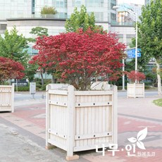 [나무인] 화살나무 키1.8미터 독립수 (차량배송)