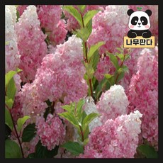 바닐라프레이즈