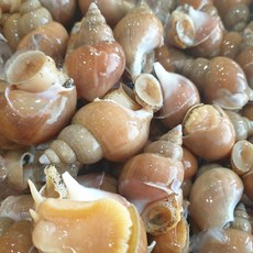 구딧 동해안 자연산 활 백골뱅이 1kg 중 (25-35미), 1개