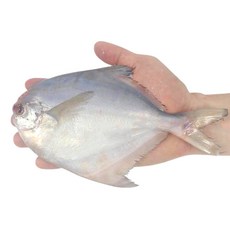 국내산 냉동 병어 구이 조림 용 덕자 중 대 특대 구성, 10개, 150-200g(중소)