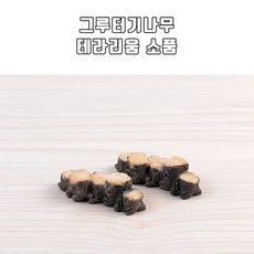 테라리움 재료 그루터기나무 TM513