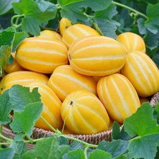 성주 꿀 참외 고당도 못난이, 1개, 2kg 혼합과
