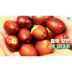 [신바람 농업네트워크 협력농가 상품] 충북보은 국내산 햇 생 대추 특대 (34mm내외) 1kg, 34mm내외