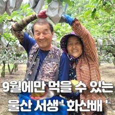 울산서생배