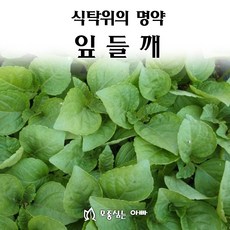 깻잎모종