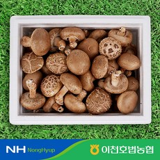 [호법농협] 이천 송화버섯 1kg 실속형, 1박스