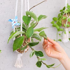 행잉플랜트 식물 토피어리 수태 볼 만들기 diy
