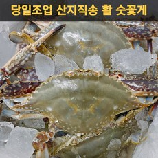 [품질보장] 당일조업 서해 바다 국내산 자연산 활 숫꽃게 꽃게 빙장 포장 산지직송, 05. 가을 선별 숫꽃게 5kg(15/25미), 1개