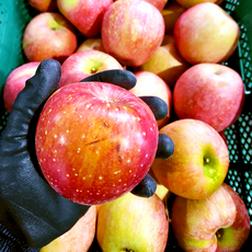 못난이 사과 가정용 흠집 꿀사과 기스 흠 쥬스용 부사 경북 농장 과일, 1박스, 2kg(6-14과)