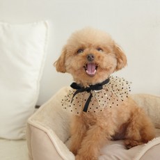 [개달당]강아지 고양이 오드리 땡땡이 케이프, 1개