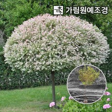 플라밍고셀릭스